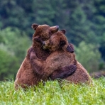 هم آغوشی خرس ها، عکس روز نشنال جئوگرافیک