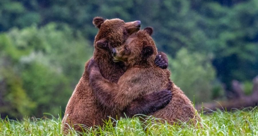 هم آغوشی خرس ها، عکس روز نشنال جئوگرافیک