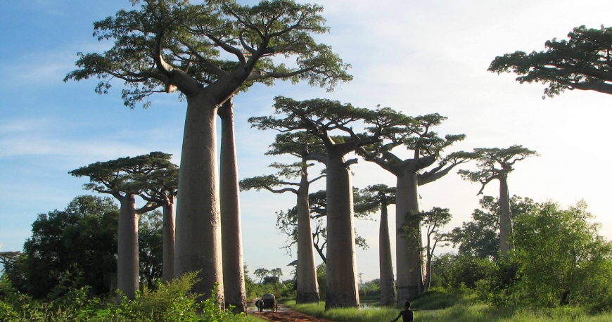 درباره درختان بائوباب چه میدانید؟