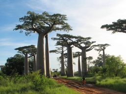 درباره درختان بائوباب چه میدانید؟