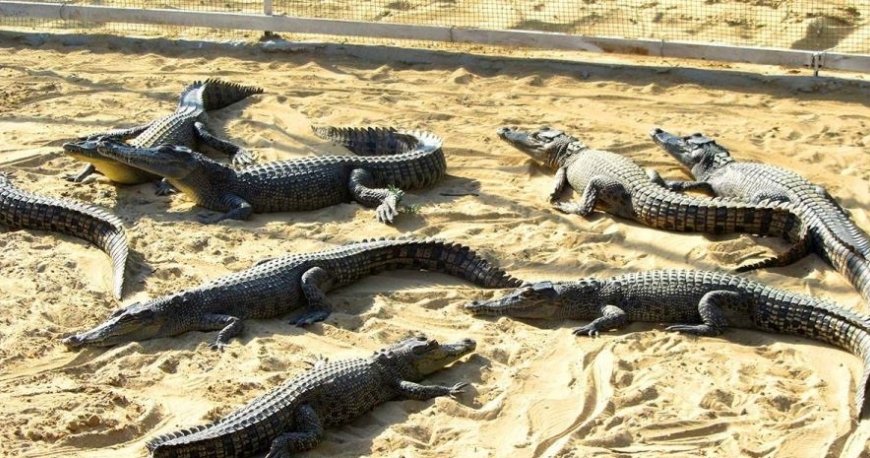 جزیره هنگام