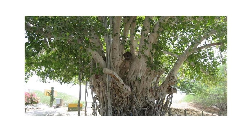 درخت انجیر معابد