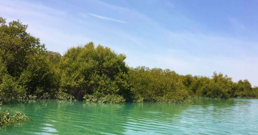 جنگل دریایی حرا