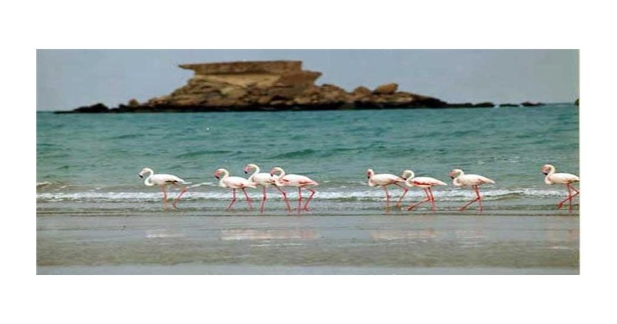 جزایر ناز