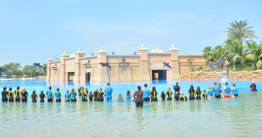 دلفین بی دبی