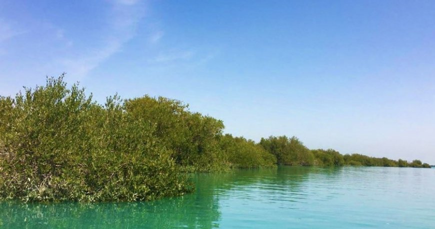 جنگل دریایی حرا