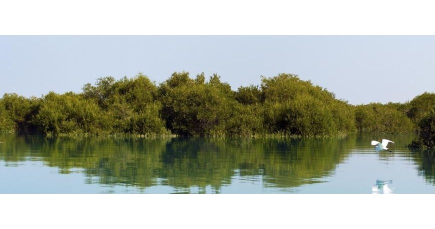 جنگل دریایی حرا