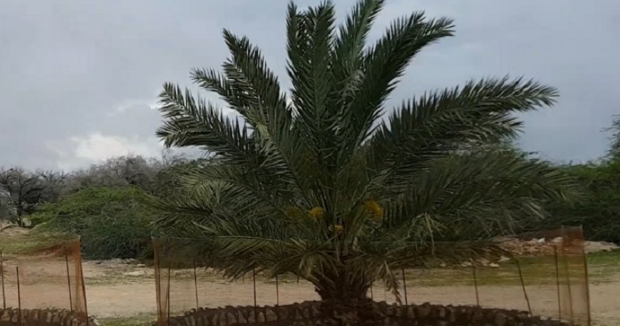 روستای باغو سکونتگاه بومیان کیش