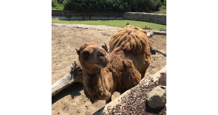 باغ وحش ازمیر