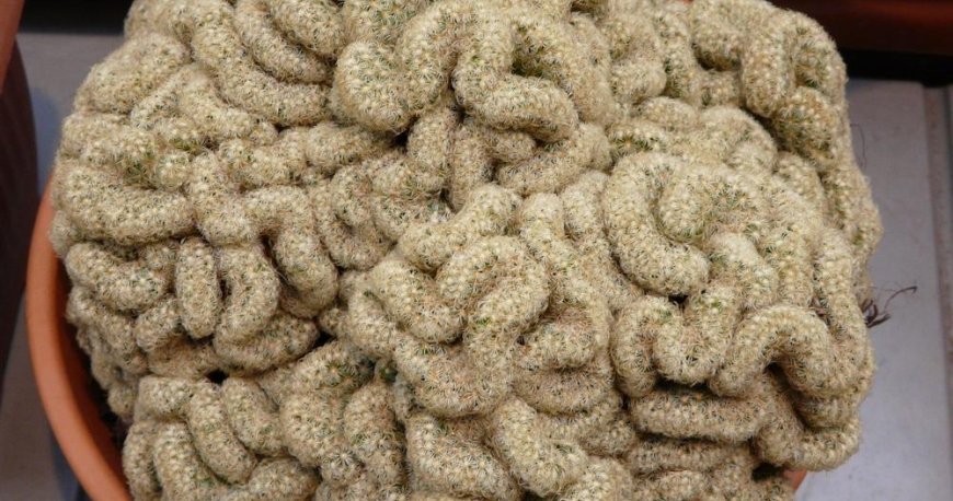 باغ گیاهشناسی اپتکارسکی مسکو