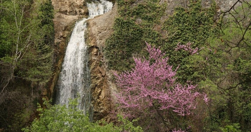 باغ ملی گیاهشناسی تفلیس