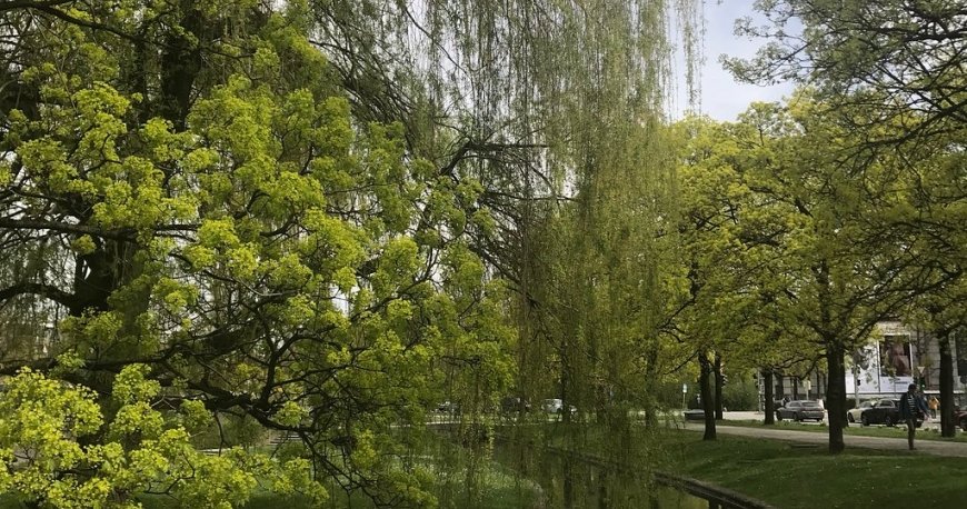 باغ انگلیسی مونیخ