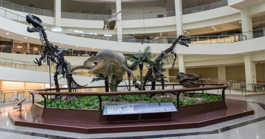 موزه تاریخ طبیعی آنکارا