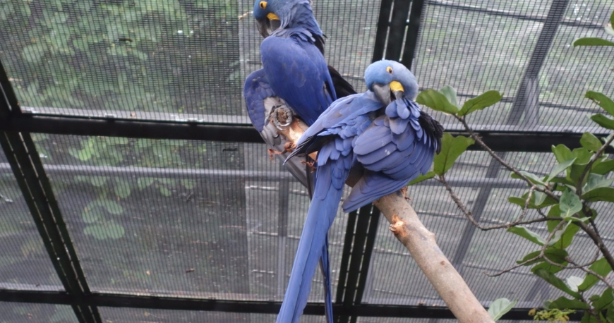 پارک پرندگان جارونگ سنگاپور