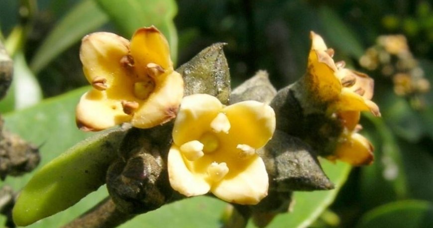 جنگل دریایی حرا
