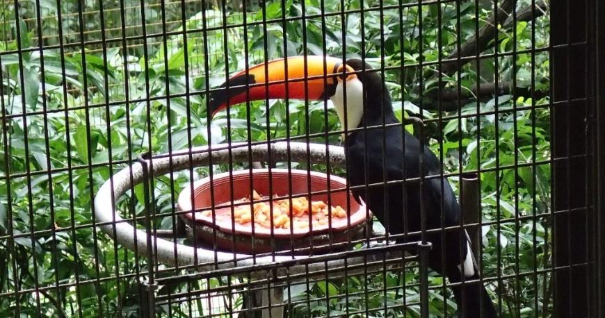 پارک پرندگان جارونگ سنگاپور