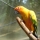 پارک پرندگان کوالالامپور