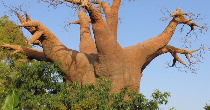 ماداگاسکار