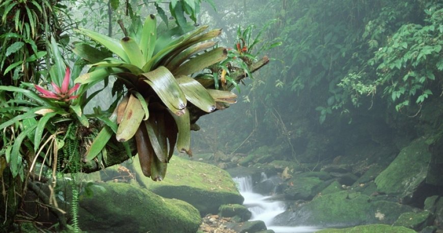 files-destinations-brazil-theme-4[371dca2b9e8973a53fc6019b9bdbac93].jpg